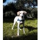 Danna, Labrador-Mischling Welpen - Hündin