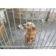 Danny, Dackel-Mix, ca 1 Jahr - Rüde