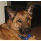 Danny, Schäferhundmix Welpen - Rüde
