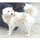 Danny, Spitz-Mix - Rüde