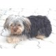 Danny, Yorkshire Terrier - Rüde