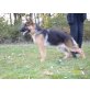 Danny vom Lindenblatt, Deutscher Schäferhund - Hündin
