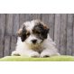 Danone, Bichon-Terrier-Mischling Welpen - Hündin