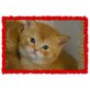Dante,Dalida,Damian,Diana,Domenika , , Britisch Kurzhaarkatze - Katze