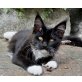 Dante, Maine Coon - Kater