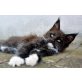 Dante, Maine Coon - Kater