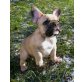 Dany, Französische Bulldogge Welpen - Rüde
