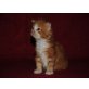 Daphne, Maine Coon - Katze