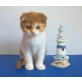 Daphne, Schottische Faltohrenkatze - Katze
