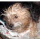 Daphne, Yorkshire Terrier Mix - Hündin