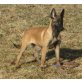Dara, Malinois Welpen - Hündin