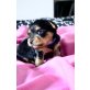 Darcy & Daggy, Yorkshire Terrier Welpen - Rüde