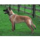 Darex, Malinois - Rüde