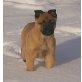 Darex, Malinois Welpen - Rüde