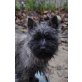 Dari, Cairn-Terrier Welpen - Hündin