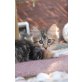 Daria, Norwegische Waldkatze - Katze