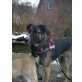 Daria, Schäferhundmischling - Hündin