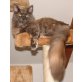 Darina, Maine Coon - Katze
