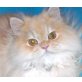 Dario, Perser - Kater