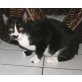 Dario, freundlicher schwarz-weißer Kater - Kater