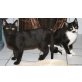 Dario und Jairo, Katerfreunde, schwarz + schwarz-weiß - Kater