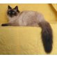 Darius, Neva Masquarade - Kater