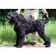 Darko; Etzel;Fedor vom Amur, Schwarzer Russischer Terrier - Rüde
