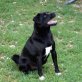 Darky unkomplizierter junger Hund, Netter Mischlingsrüde - Rüde