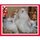 Darling, Calimero & Charly Brown, Heilige Birma - Kater