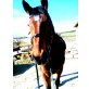 Darling, Hessisches Warmblut - Wallach