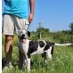 Darling, Schnauzer-Mischling Welpen - Hündin