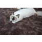 Darwin Candoland Sk, Heilige Birma - Kater