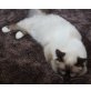 Darwin, Heilige Birma - Kater