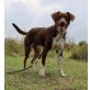 Darwin, Münsterländer-Mischling - Rüde