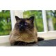Darwin, Ragdoll - Kater