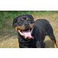 Darwin  Rottweiler , Rottweiler - Rüde