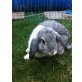 Darwin, Zwergiwdder Chinchilla-weiß Halbholli - männlich