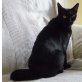Dary, Europäische Kurzhaarkatze - Katze