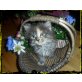 Dary, Maine Coon - Katze