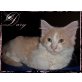 Dary, Maine Coon - Katze