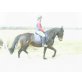 Das Besondere, Andalusier-Haflinger-Walker-Mi - Stute