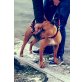 Das ist das Staffmädchen Kelly 2-3 Jahre alt, - Hündin