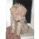 Dasenka, Foxterrier - Hündin