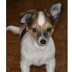 Dasty, Chihuahua langhaariger Schlag Welpen - Rüde