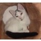 Data, Siam - Kater