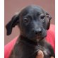 Datil, Labrador Mischling Welpen - Rüde