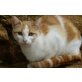 Dattie und Figue, EKH Mischling - Katze