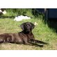David, Labrador-Pointer Mischling - Rüde