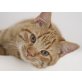 David, Pflegestelle in 85659 Forstern - Kater