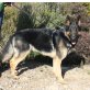 David, Schäferhund - Rüde